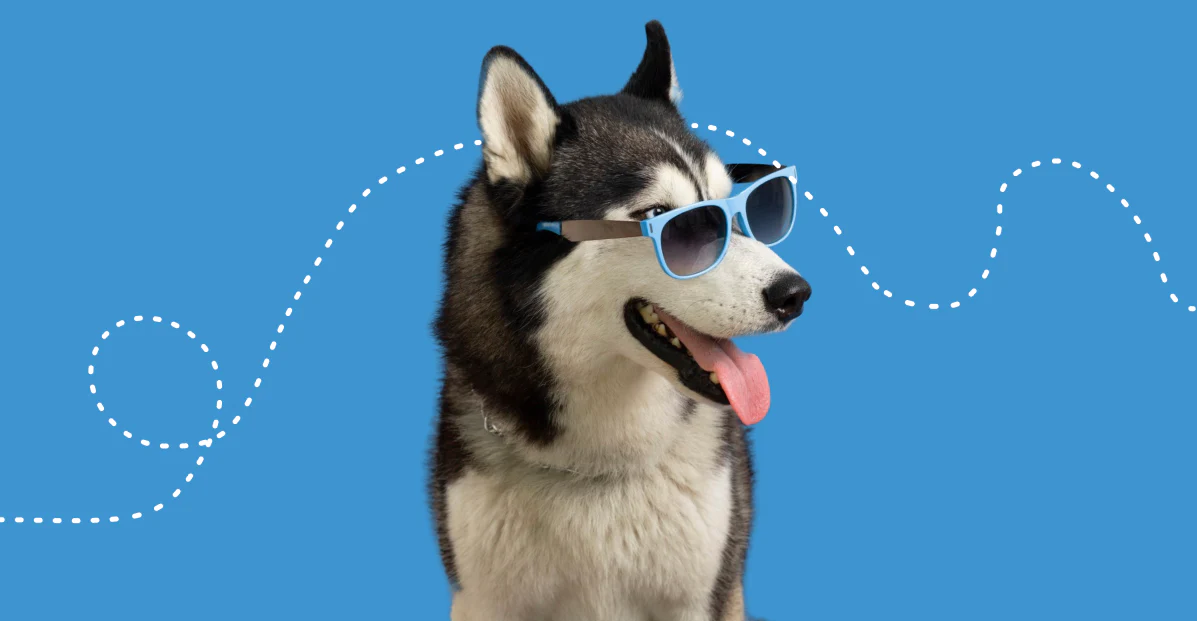 Ireland's Ultimate Pet Fashion Destination