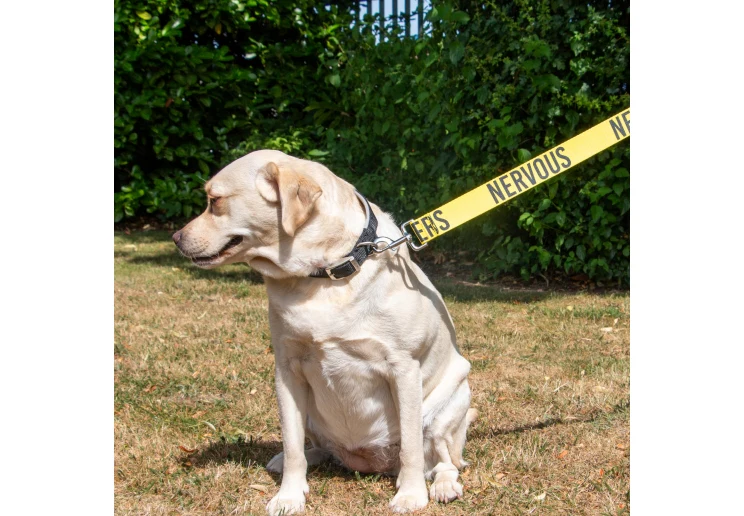 Ancol 40mm Awareness Lead - Image 3