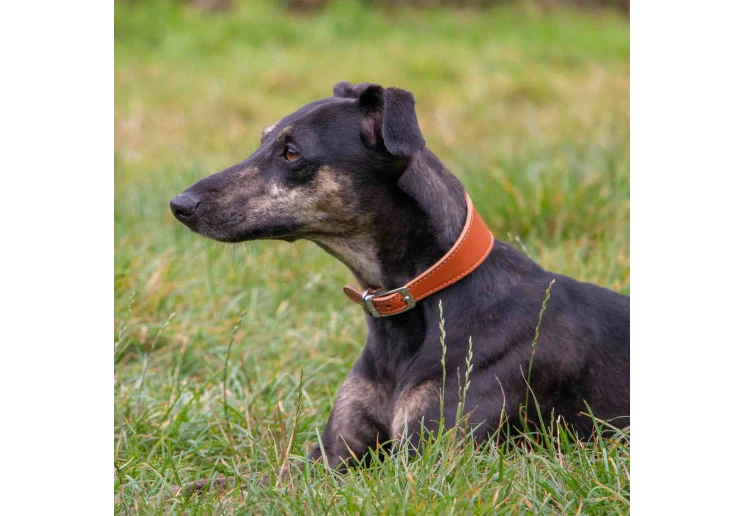 Ancol Heritage Leather Hound Collar Tan - Image 2