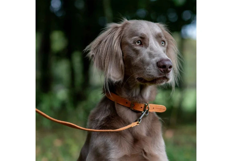 Ancol Timberwolf Leather Lead Mustard 1mx19mm - Image 3