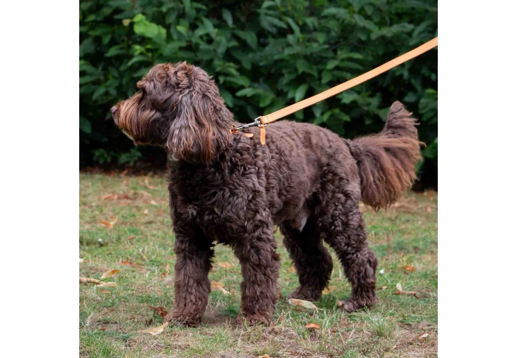 Ancol Timberwolf Leather Lead Mustard 1mx19mm - Image 4