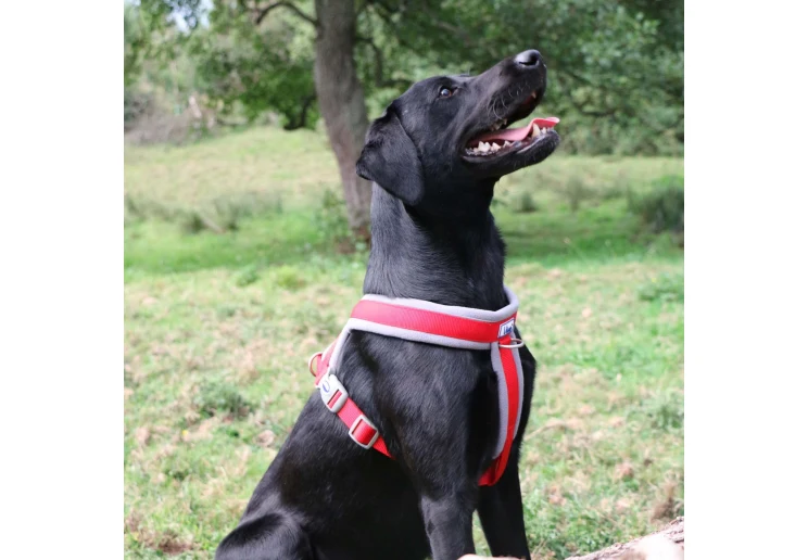 Ancol Viva Padded Harness Red - Image 4