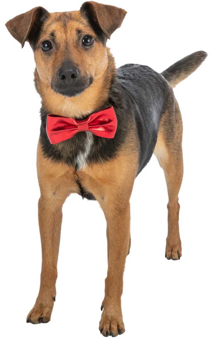 Christmas Bow Tie - Image 3
