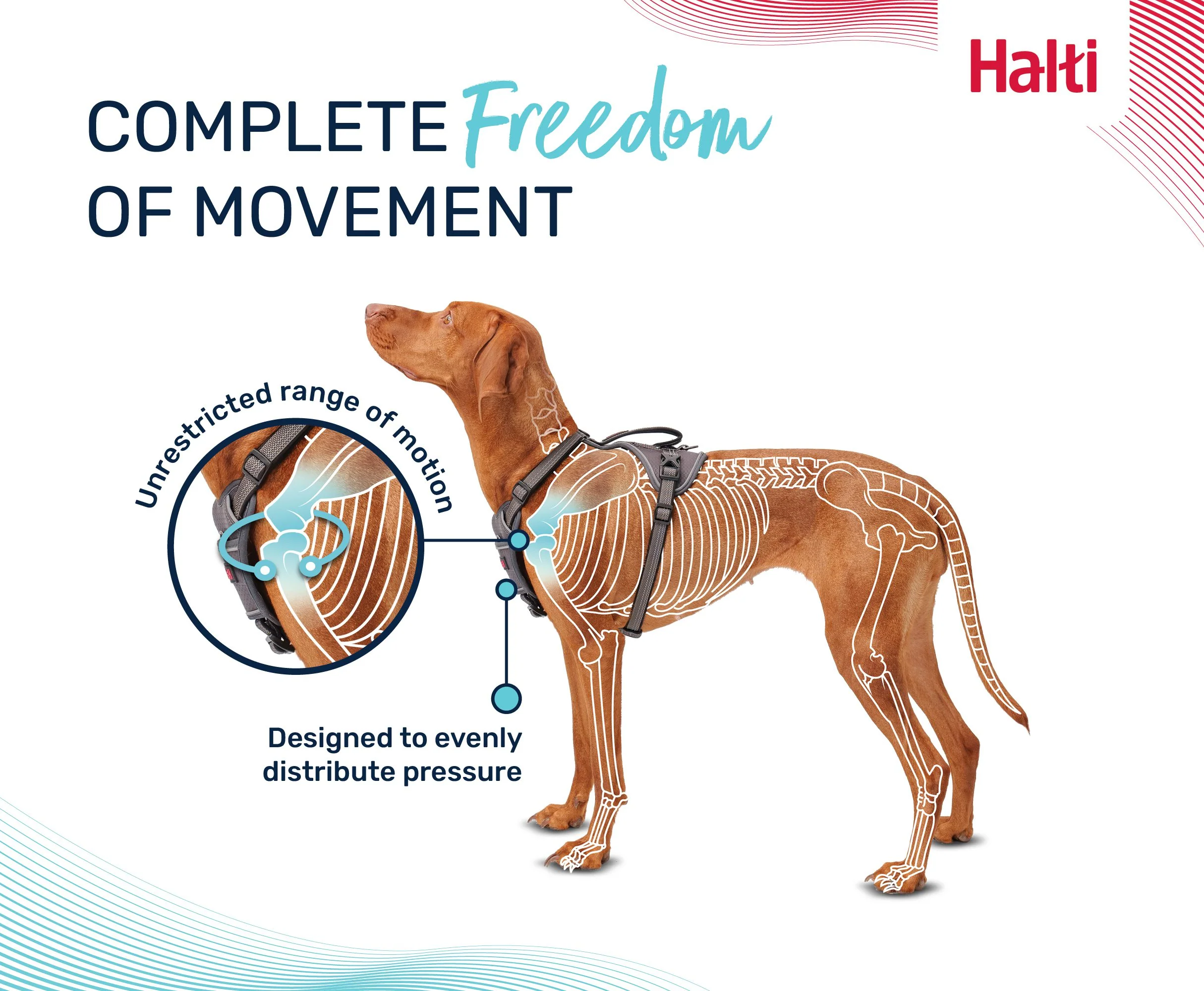 Halti Anatomy Dog Harness - Image 6