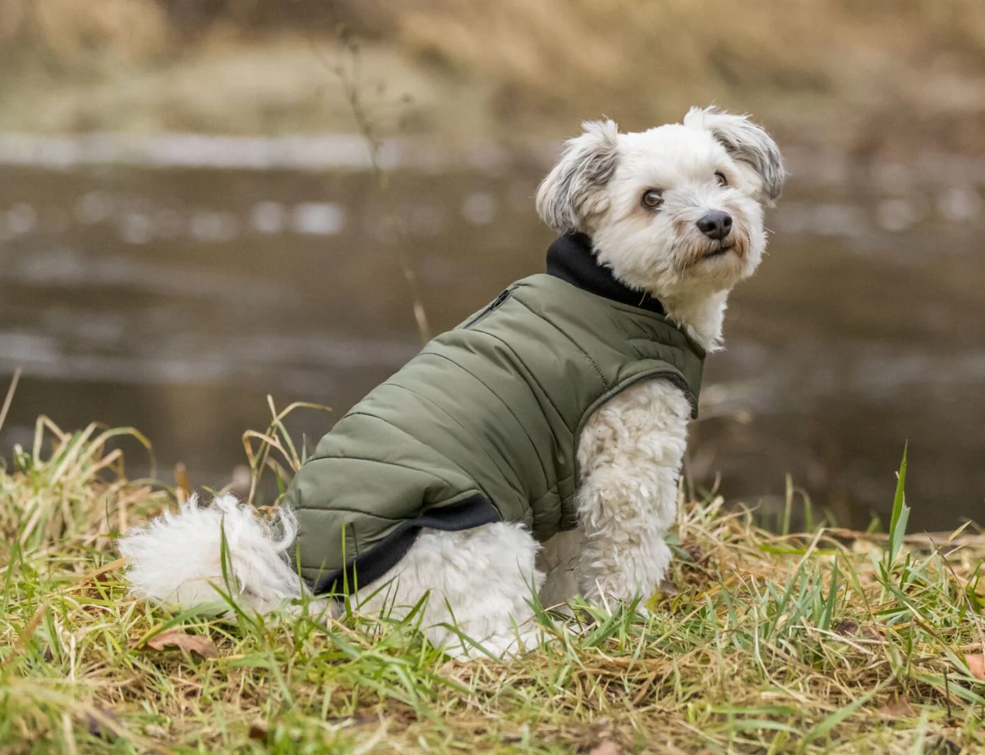 Trixie Arlay Dog Coat - Image 2