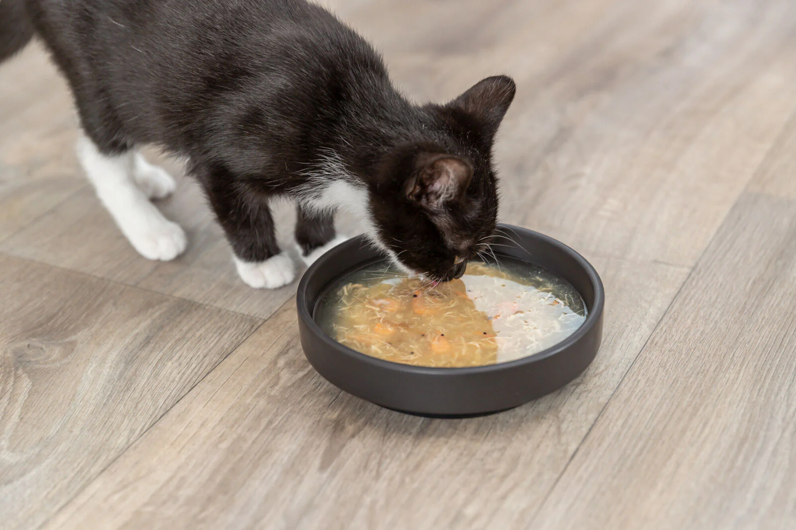 Trixie Kittis Soup - Image 3