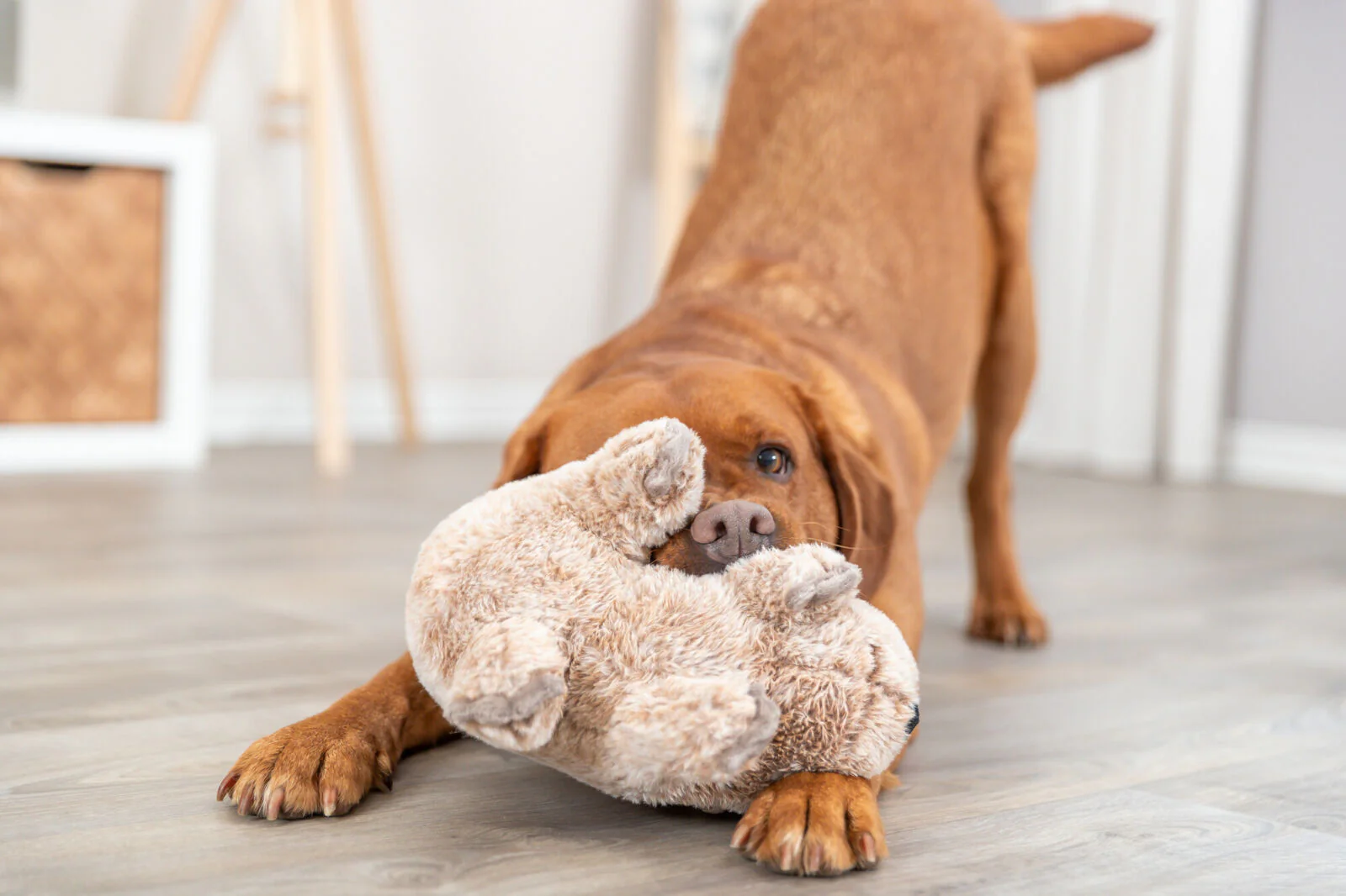 Trixie Koala Dog Toy - Image 3